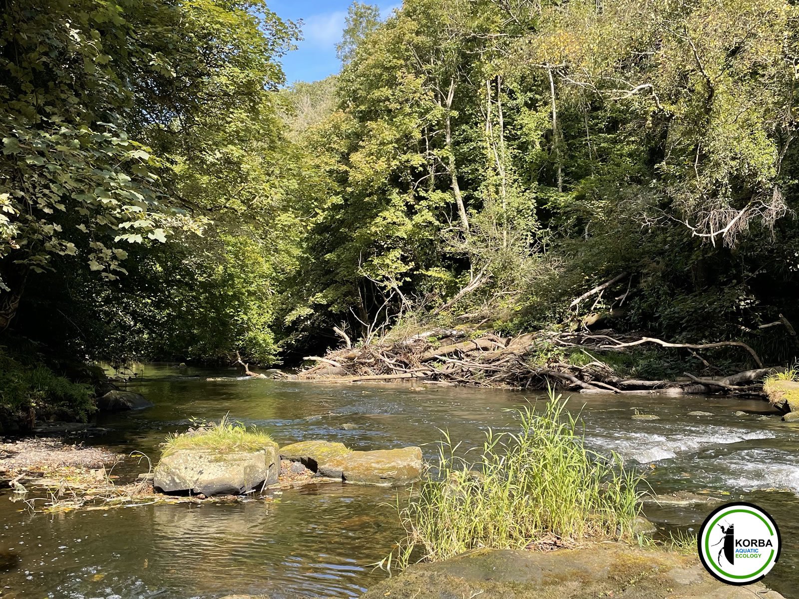 Scene of an aquatic river sample