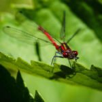 Red Eyed Damselfly