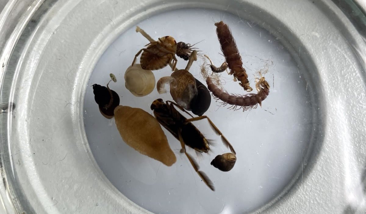 Aquatic Invertibrates Sample
