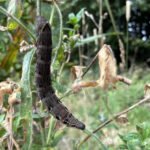 Himalayan Balsam eaten by Elephant Hawk Moth