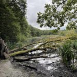 A Sunderland Lake with a fallen tree