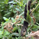 Freshwater Ecology Elephant Hawk Moth